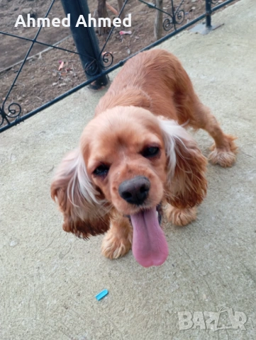 Американски кокер шпаньол , снимка 3 - Кокер шпаньол - 53566217