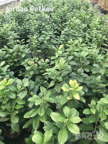 Лавровишна