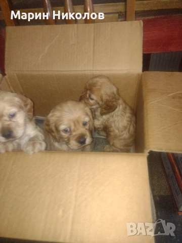  Американски кокер шпаньол 