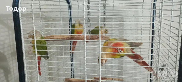 Пирури, снимка 2 - Папагали - 47197088