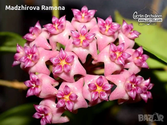 Hoya Flores island , снимка 1