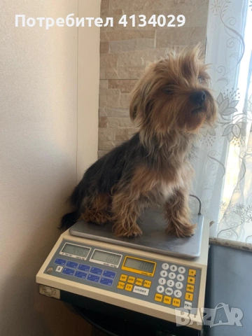 Две мини Йорки мъжки на 1 година и един стандартен мъжки, снимка 14 - Йоркширски териер - 53227851