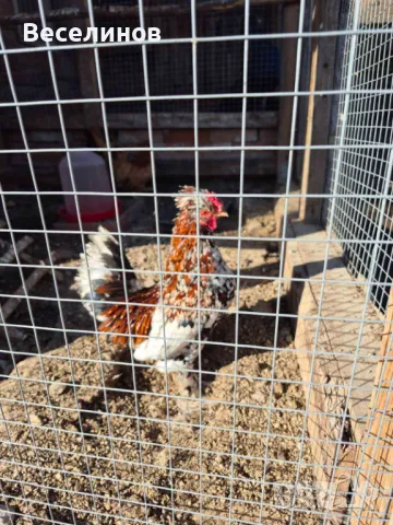 Продавам петле, снимка 3 - Кокошки и пуйки - 48907504
