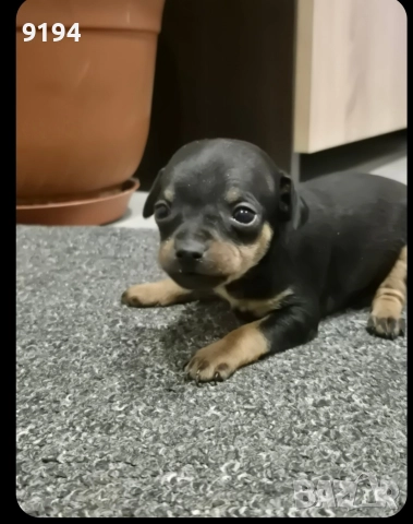 малки пинчерчета