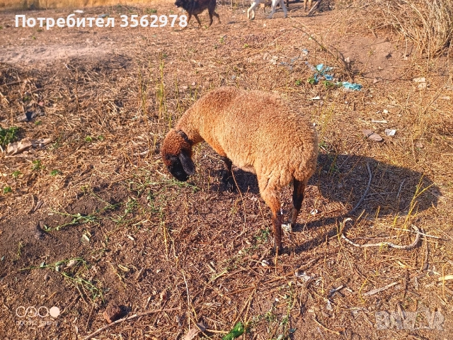 шилета, снимка 11 - Овце - 50131459