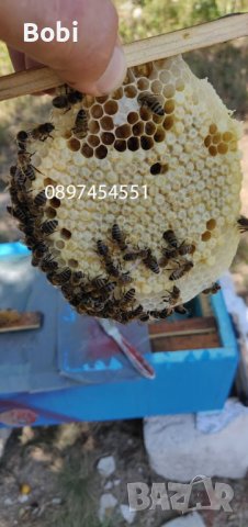 Отводки малки пчелни семейства, снимка 7 - Други животни - 40285876