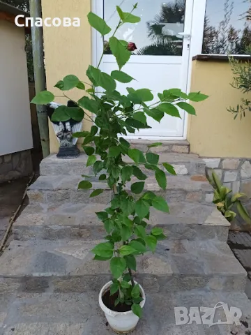 Китайска роза - червена с кичест цвят, снимка 4 - Стайни растения - 47389187