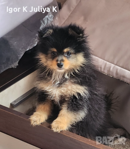 Померанчета, пухави топки, снимка 2 - Померан - 52665609
