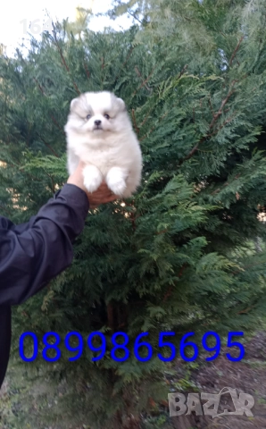 Померани. Момиченце. Реални снимки от 29.12.25 г., снимка 8 - Померан - 52876428