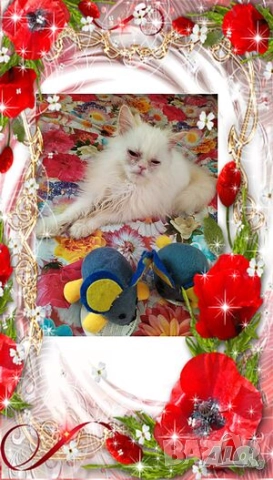 Ваксинирани персийски дългокосмести котки с ЕС паспорти,микрочипирани! , снимка 4 - Персийска - 45572562