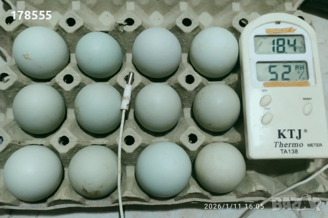 Оплодени яйца от Американска Аракуана!!