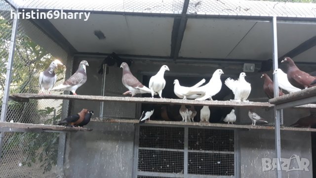 Гълъби, Различни породи