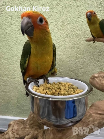 Папагали Слънчева Аратинга