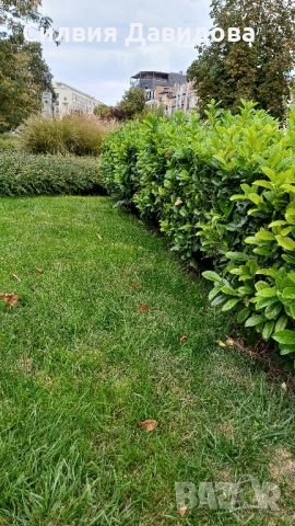 Лавровишня , снимка 7 - Градински цветя и растения - 51752197