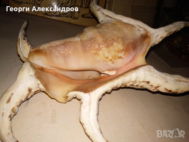 ОГРОМЕН ТРОПИЧЕСКИ РАПАН от ИНДИЙСКИЯ ОКЕАН За КОЛЕКЦИЯ ДЕКОРАЦИЯ, снимка 4 - Колекции - 39855173