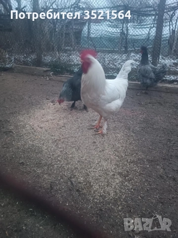 Домашни петли 