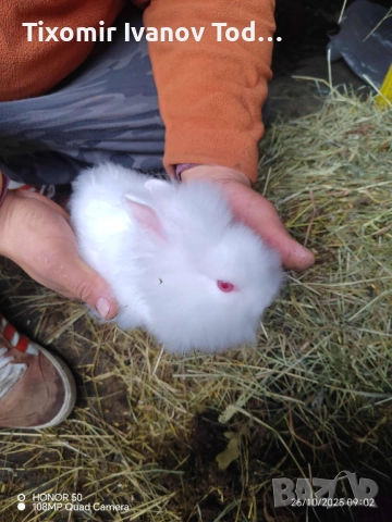 Декоративни зайчета