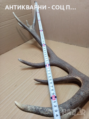 Стар Единичен Еленски Рог Рога Тегло 1.350кг. НОМЕР 707., снимка 10 - Антикварни и старинни предмети - 53500297