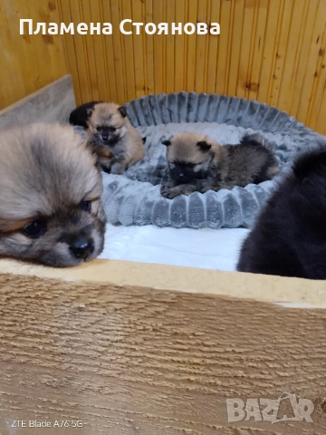 продавам малки померани , снимка 3 - Померан - 52617952