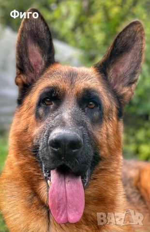 Немски Овчарки Родословни Родители , снимка 4 - Немска овчарка - 52596963