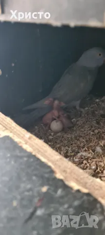 Работещи чифтове малки александри , снимка 6 - Папагали - 47688604