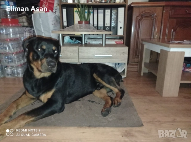 Rotwailer Kuceta Mijko i Jesnko , снимка 2 - Ротвайлер - 53354297