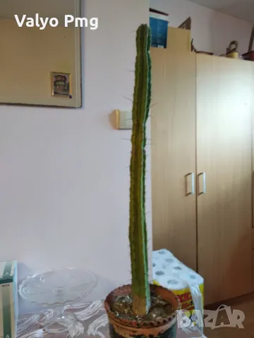 Кактуси Сан Педро