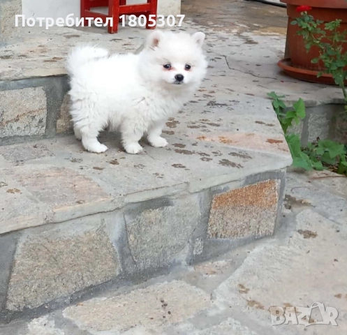 Продавам женско кутре на четири месеца с ваксинирано с паспорт 400 лв