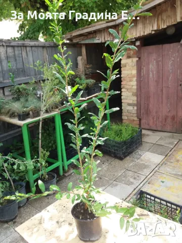 Мини Нар , снимка 4 - Градински цветя и растения - 49766681