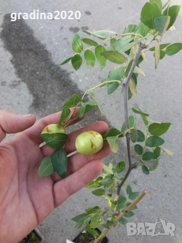 Хинап - финап  Гигански , снимка 7 - Градински цветя и растения - 31773550