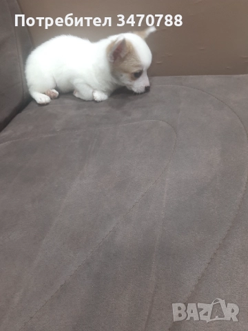 Чихуахуа , снимка 4 - Чихуахуа - 52643728