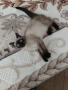 Продавам сиамски котенца, снимка 2