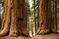 Нови качествени 15 семена от гигантска секвоя мамутово дърво sequoiadendron giganteum за декорация, снимка 12