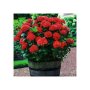 Хортензия Червен Барон, Hydrangea macr. Red Baron , снимка 1 - Градински цветя и растения - 43401769