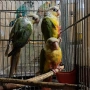 продавам папагали пирура, снимка 8