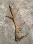 Продавам рог от сръндак, снимка 2