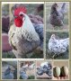 Шведски Исбар, три цвята, яйца и пилета
