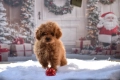 Той пудел (Toy poodle), снимка 5