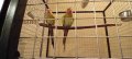 Чифт принцов папагал-Александрино, снимка 1 - Папагали - 43699769