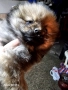 Мини шпиц померан, снимка 1