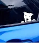 3D стикер Куче бял Питбул лепенка за автомобил кола Авто стикер, снимка 2