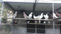 Гълъби, Различни породи