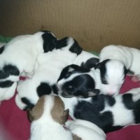 ПРОДАВАМ-продавам djack russell terrier 0406211147, снимка 4 - Джак ръсел териер - 32281099