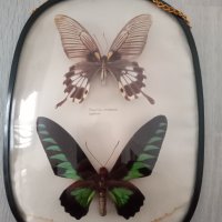 Препарирани Пеперуди , снимка 2 - Други животни - 40394540