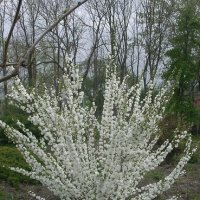 Японска Вишна-(Prunus Alba Plena), снимка 2 - Градински цветя и растения - 40121338