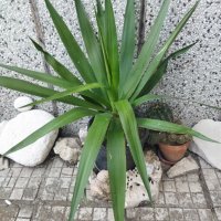 Палма Юка агаве стайна, снимка 4 - Стайни растения - 32852031