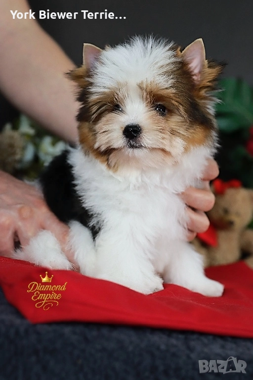 Йоркширски Териер! Сладури момчета и момичета с родословие! , снимка 1