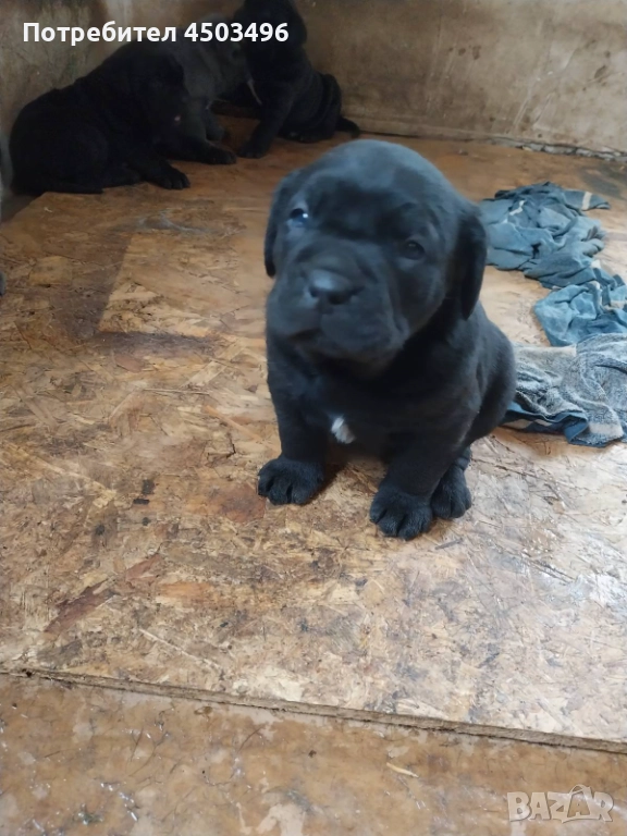 Чисто кръвни.Две женски и три мъжки., снимка 1