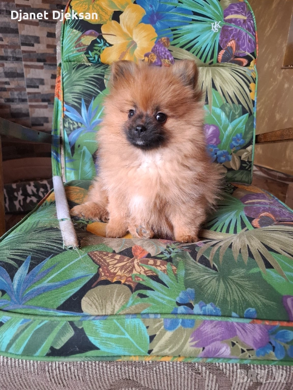 Продавам померанче, снимка 1