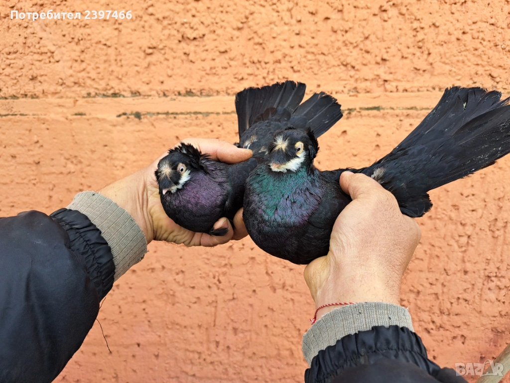 Чифт чапари, снимка 1